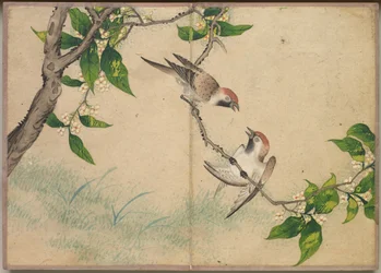 デスク アルバム: 花と鳥の絵 おしゃべりスズメ、18 世紀。