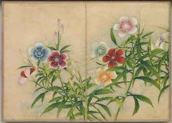 デスクアルバム：花と鳥の絵画のピンク、18世紀。