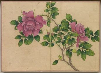 デスクアルバム：花と鳥の絵画のバラ、18世紀。