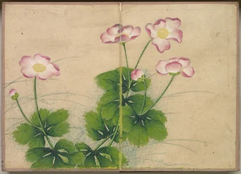 デスクアルバム：花と鳥の絵画アオイ科の植物の花、18世紀。