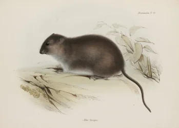 ブッシュまたはブラウンフィート・ラット（オーストラリア、1832年～1836年頃