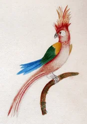 カンムリインコ