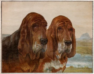 サン・ヒューバートやブラッドハウンドの犬たち。1925年(イラスト)
