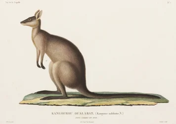 オーストラリア、ニューサウスウェールズ州、カンガルー