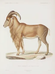 ムフロン、アルジェリア