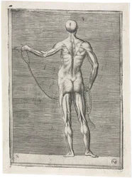 筋肉 男性の筋骨格の解剖学的研究；ロープを持つ男性、1555年頃