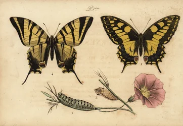 旧世界のアゲハ（Papillo machaon）1,2,3と希少なアゲハ（Iphiclides podalirius）4