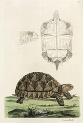 クサガメ