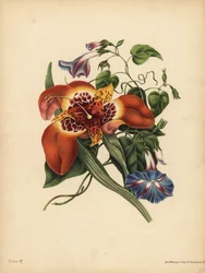 メキシカン・タイガー・フラワー（Tigridia pavonia）」、「変化」、「ブルー・メジャー（Convolvulus）」、「夜