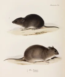 2種類のマウス（1832-1836年頃