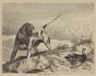 負傷したライチョウ