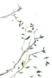 繊細な緑の枝