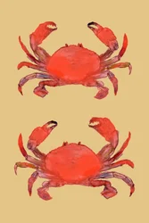 鮮やかな赤いカニ