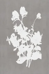 白い花のシルエット