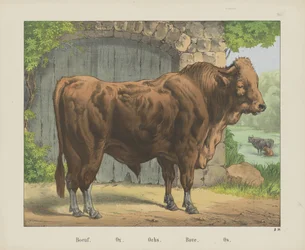 ブフ。 / 牛。 /ああ。 /ボベ。 / Os (オブジェクトのタイトル)