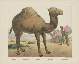 キャメル。 /シャモー。 /キャメル。 /キャメル。 / Cammello (オブジェクトのタイトル)