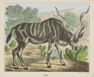 Kudu (オブジェクトのタイトル)