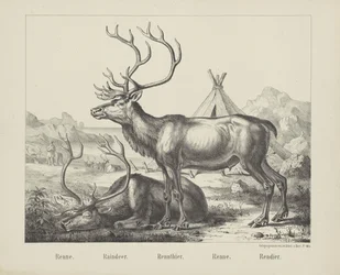 Renne. / Raindeer. / Rennthier. / Renne. / rendier (title on object)   1366027   ja       japanese Successfully Translated  Original: Battle at Yixier Kuernaoer: from Battle Scenes of the Quelling of Rebellions in the Western Regions, with Imperial Poems T