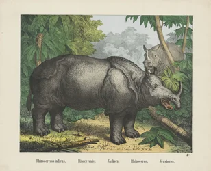 Rhinocereros indicus。 /リノセロンテ。 /ナソーン。 /サイ。 / Neushoren (オブジェクトのタイトル)