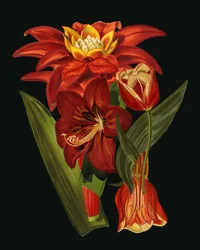 優雅な植物の花々