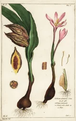 秋のクロッカス、メドウサフラン、ネイキッドレディ、Colchicum autumnale, Linn