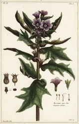 ブラック・ヘンベーン（Hyoscyamus niger Linn