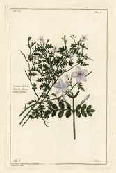 ジャスミン、Jasminum officinale, Linn