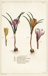 春のクロッカス（Crocus vernus, Linn）の様々な種