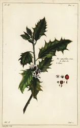 ヨーロッパヒイラギ、Ilex aquifolium, Linn