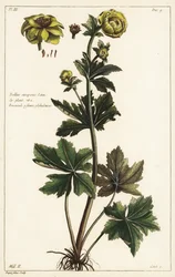 グローブフラワー(Trollius europaeus, Linn)