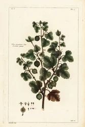 グーズベリー、Ribes grossularia