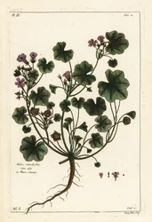 アオイ（丸い葉のアオイ）、Malva pusilla