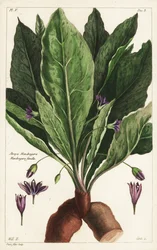 マンドレーク、メス、Mandragora officinarum、Atropa mandragora、Mandragore femelle