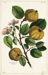 カリンの木と実、Cydonia oblonga Pyrus cydonia, Linn