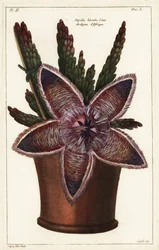 ヒトデの花や腐肉植物、Stapelia hirsuta Linn