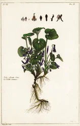 スイートバイオレット（Viola odorata, Linn