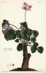 未解決のゼラニウムの種、Geranium umbellicatum